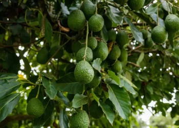 Top 11 Profitable Agribusiness Ideas in Kenya  