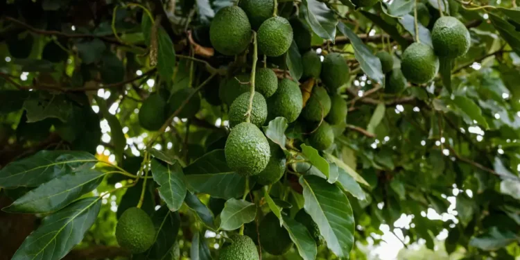 Top 11 Profitable Agribusiness Ideas in Kenya  