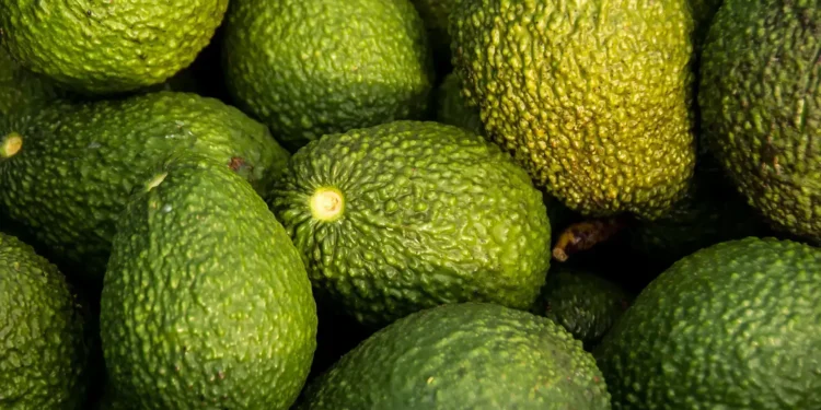 Avocado farming in Africa: Lessons from Kenya’s Green Gold