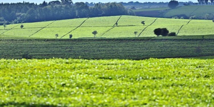 CAK Gives Nod to Acquisition of Lipton Teas and Infusions Kenya PLC