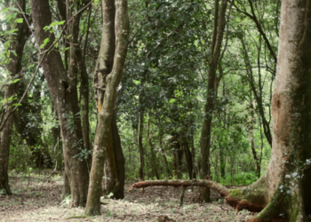 Government Revokes Special License for Ngong Road Forest Development