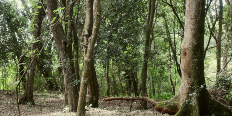 Government Revokes Special License for Ngong Road Forest Development