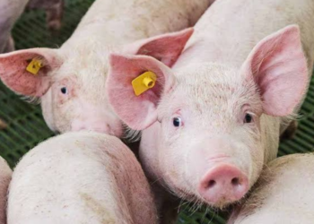 African Swine Fever Outbreak Kills 1,470 Pigs in Kiambu as Disease Spreads Across Kenya