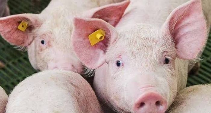 African Swine Fever Outbreak Kills 1,470 Pigs in Kiambu as Disease Spreads Across Kenya