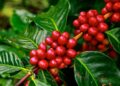 Kenya coffee