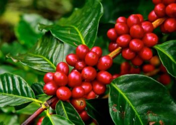 Kenya coffee