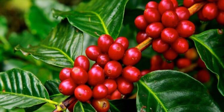 Kenya coffee