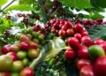 Kenya coffee farmers earnings