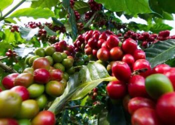 Kenya coffee farmers earnings