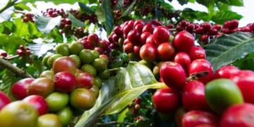 Kenya coffee farmers earnings